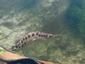 Lépisosté tacheté