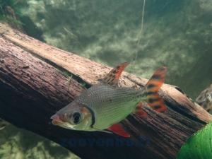 Semaprochilodus taeniurus