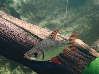 Semaprochilodus taeniurus - 2013