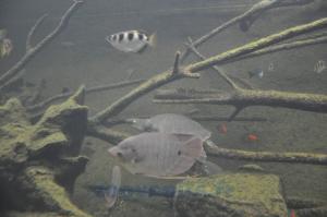 Gourami géant