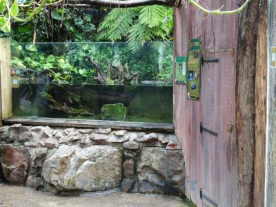 Tortue alligator - 2013