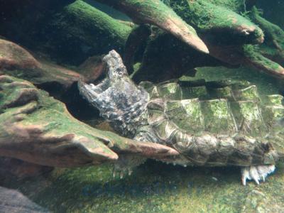 Tortue alligator - 2013