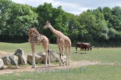 Bœuf watussi - 2013