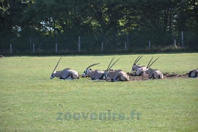 Oryx gemsbock - 2013