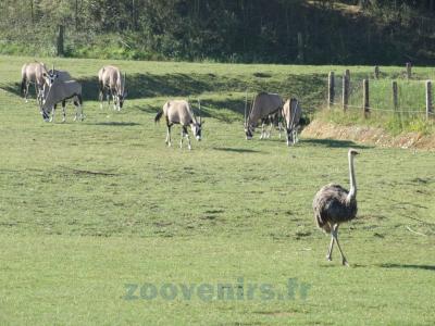 Plaine africaine - 2013