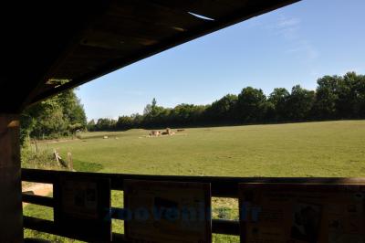 Plaine africaine - 2013