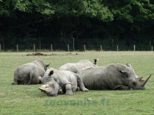 Rhinocéros blanc