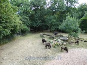 Cobe de Mrs Gray - Gnou à queue blanche