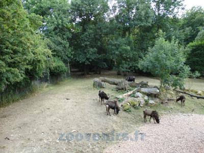 Cobe de Mrs Gray - Gnou à queue blanche - 2013