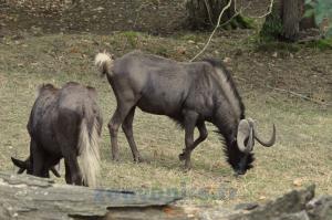 Gnou à queue blanche
