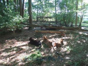 Panthère du Sri-Lanka - Panthère noire