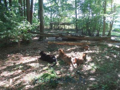 Panthère du Sri-Lanka - Panthère noire - 2013