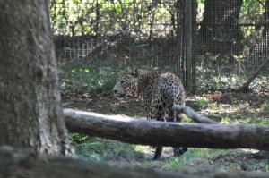 Panthère du Sri-Lanka