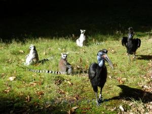 Maki catta - Calao terrestre