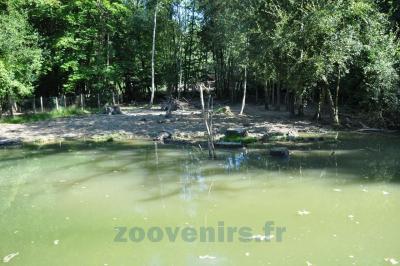 Hippopotame pygmée - 2013