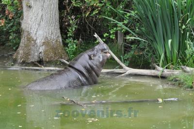 Hippopotame pygmée - 2013