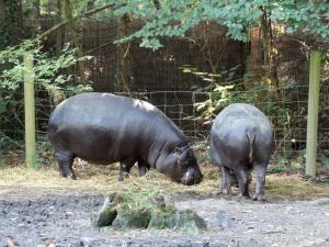 Hippopotame pygmée