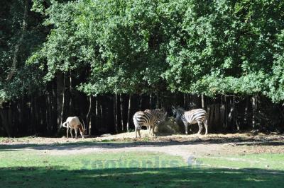 Zébre - Oryx  - 2013