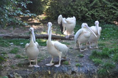 Pélican frisé - 2013