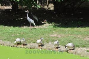 Grue à cou blanc - Oie à tête barrée