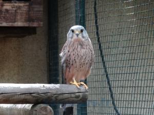 Faucon Crécerelle mâle