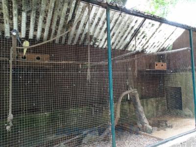 Volière des perruches