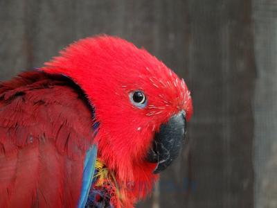 Eclectus