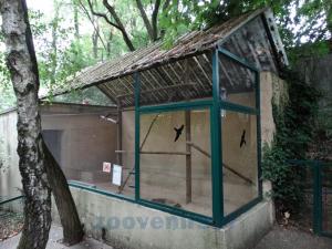 Volière des Gris du Gabon