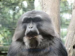 Singe de Tonkéan 