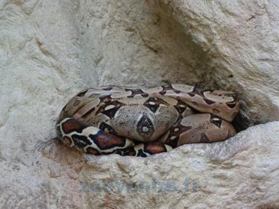 Boa constrictor