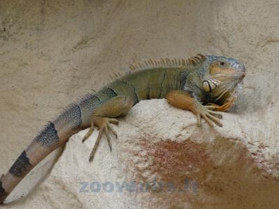Iguane