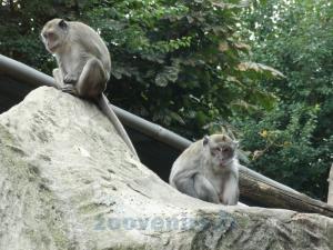 Macaque  crabier 