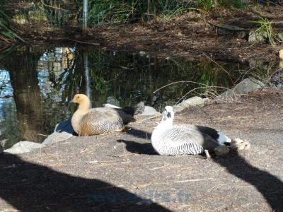 Ouette de Magellan - 2017