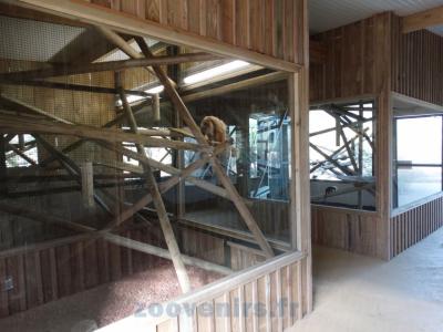 Maison des singes sud-américains - 2017