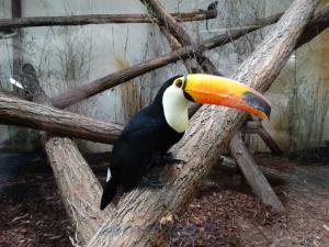 Toucan toco