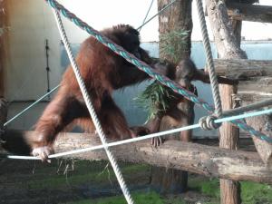 Orang-outang de Bornéo