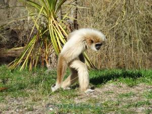 Gibbon lar
