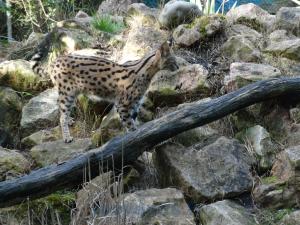 Serval