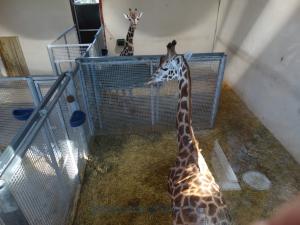Loges: Girafe
