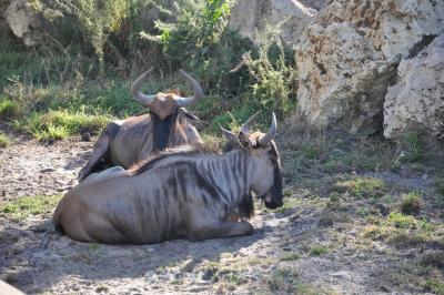 Gnou à queue blanche - 2017