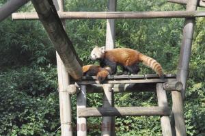 Panda roux