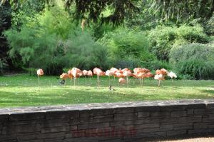 Flamant rose