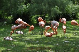 Flamant rose
