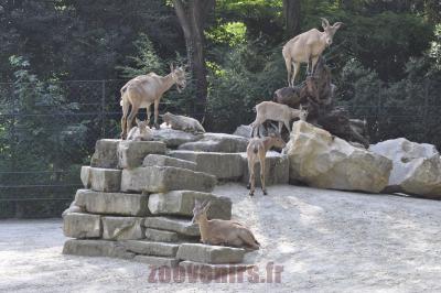 Bouquetin de Nubie - 2016