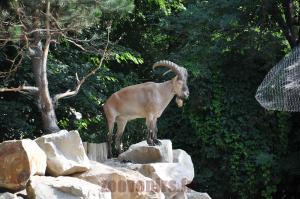 Tur du Caucase occidental