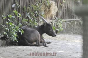 Anoa des plaines