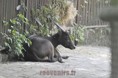 Anoa des plaines - 2016