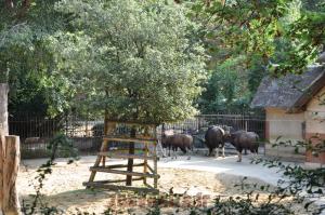 Gaur d'Inde