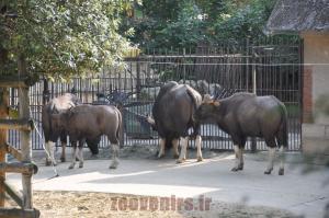 Gaur  d'Inde