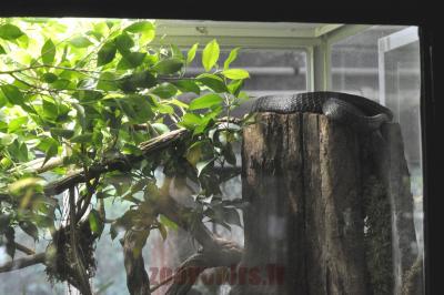 Serpent lima à gorge jaune - 2016